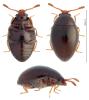 Ootypus globosus